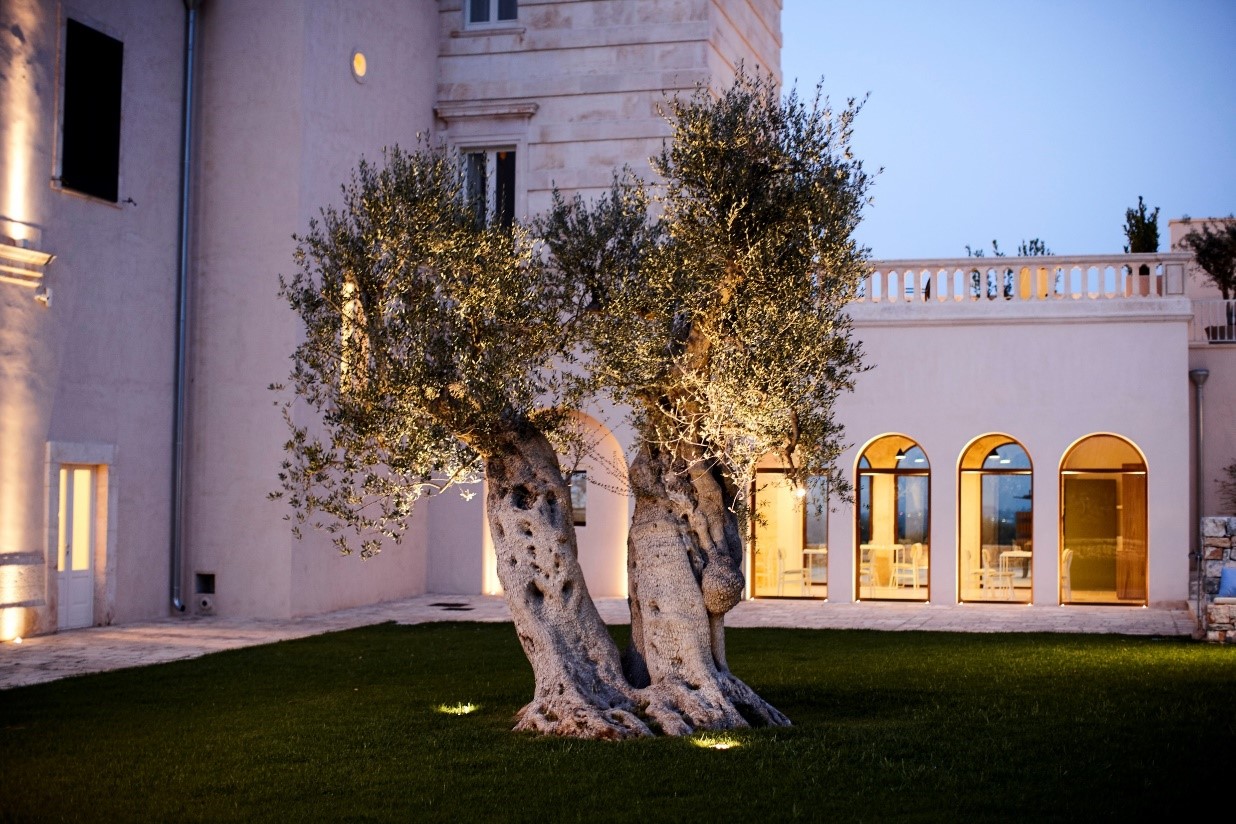 Uplight for ancient oil tree lighting